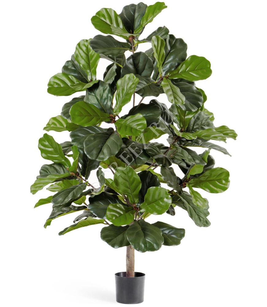 Treez Фикус Лирата 130 см