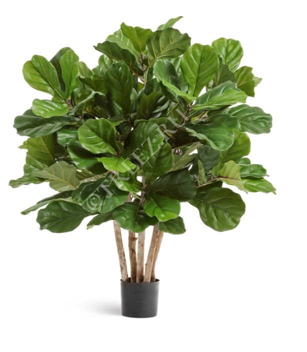 Treez Фикус Лирата Гранд 95см