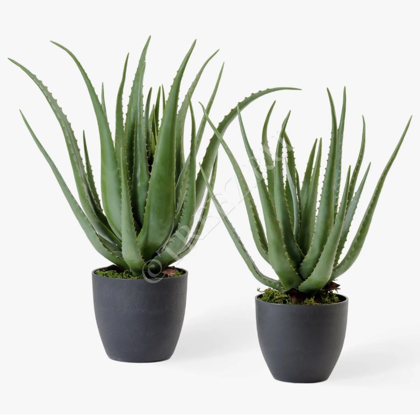 TREEZ Алоэ куст в горшке 67 см