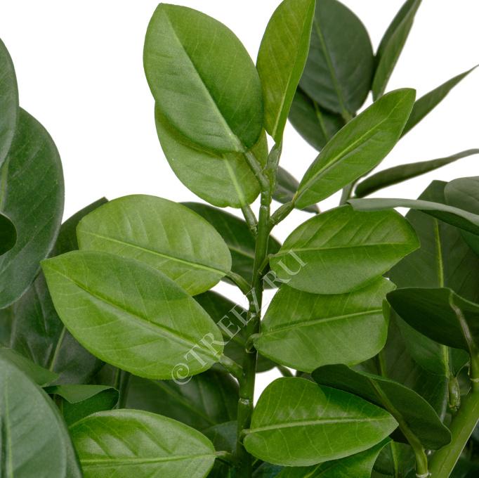 TREEZ Замиокулькас кустовой Мидл 75 см