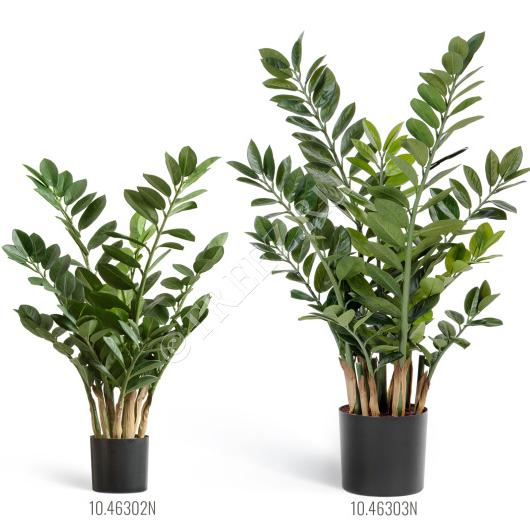 TREEZ Замиокулькас кустовой Мидл 75 см