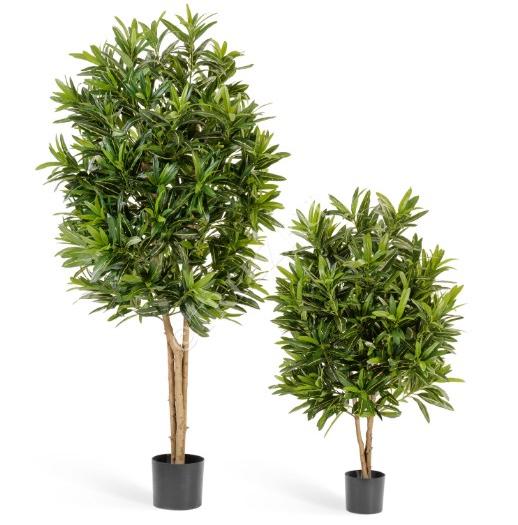 TREEZ Кротон Голдфингер 125*30см