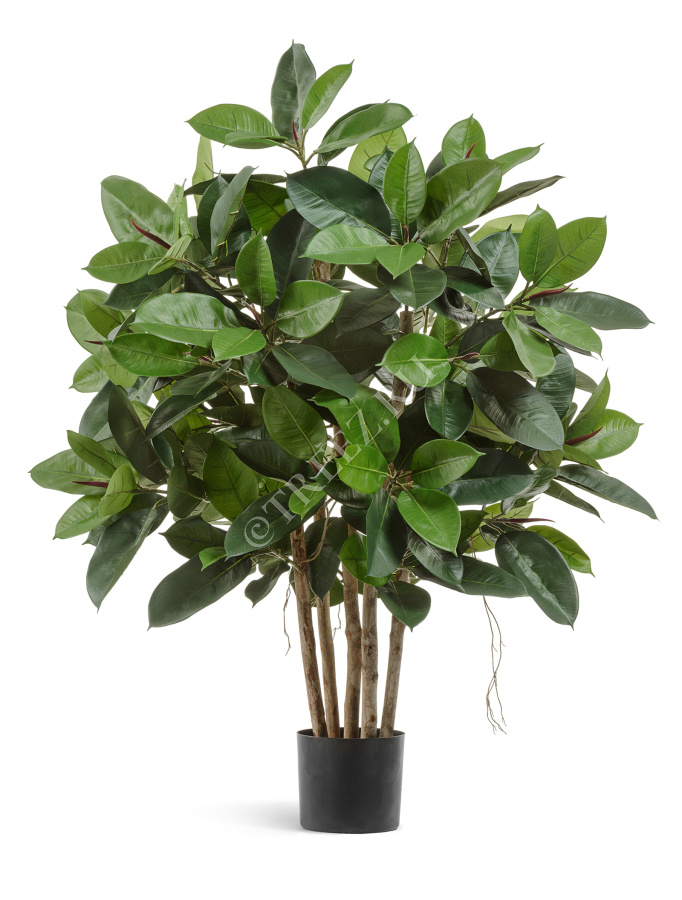 TREEZ Фикус Эластика куст зелёный большой 120 см