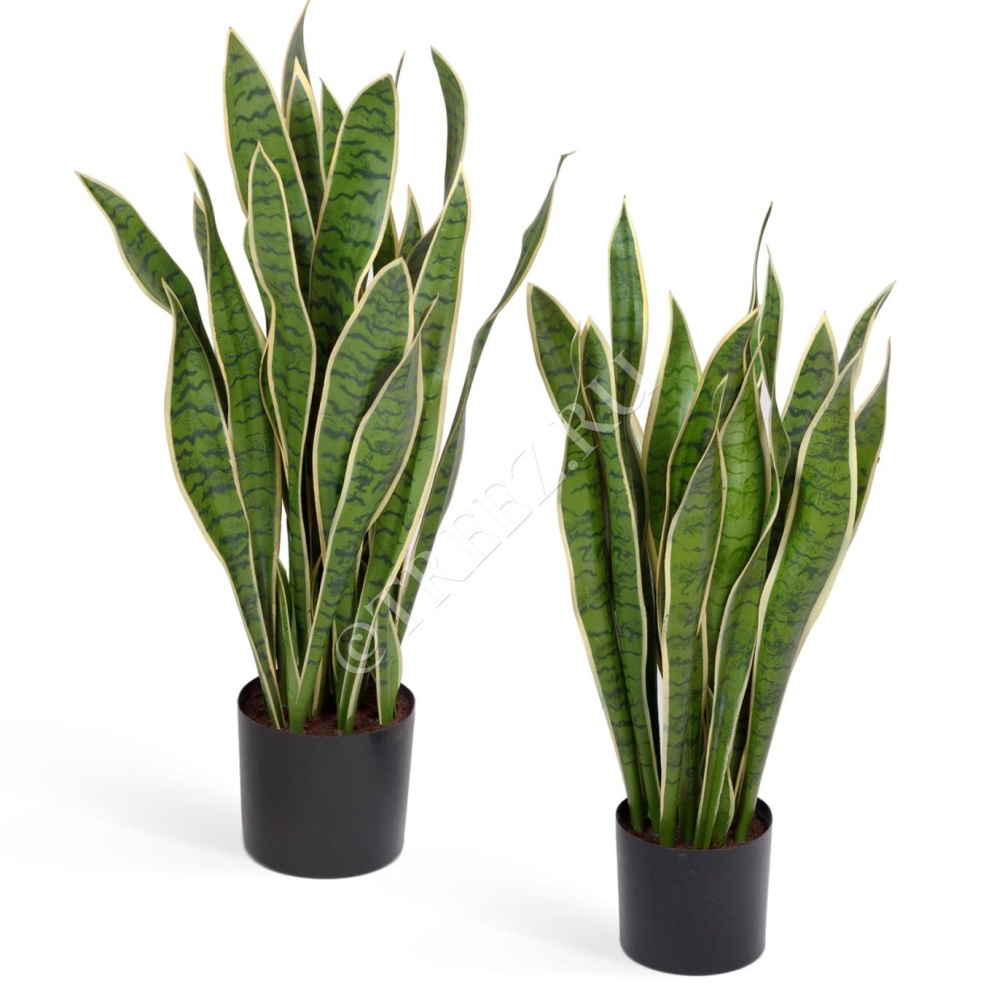 TREEZ Сансевиерия куст желто-зеленый 