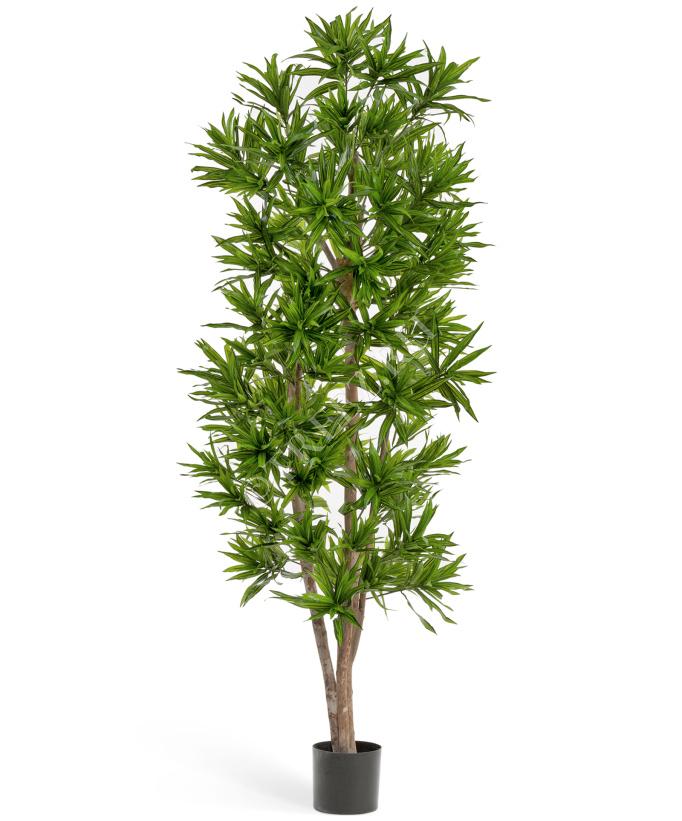 TREEZ Драцена Рефлекса 150см