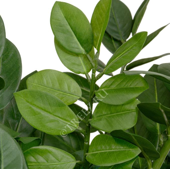 TREEZ Замиокулькас кустовой 90 см