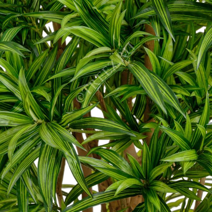 TREEZ Драцена Рефлекса 150см