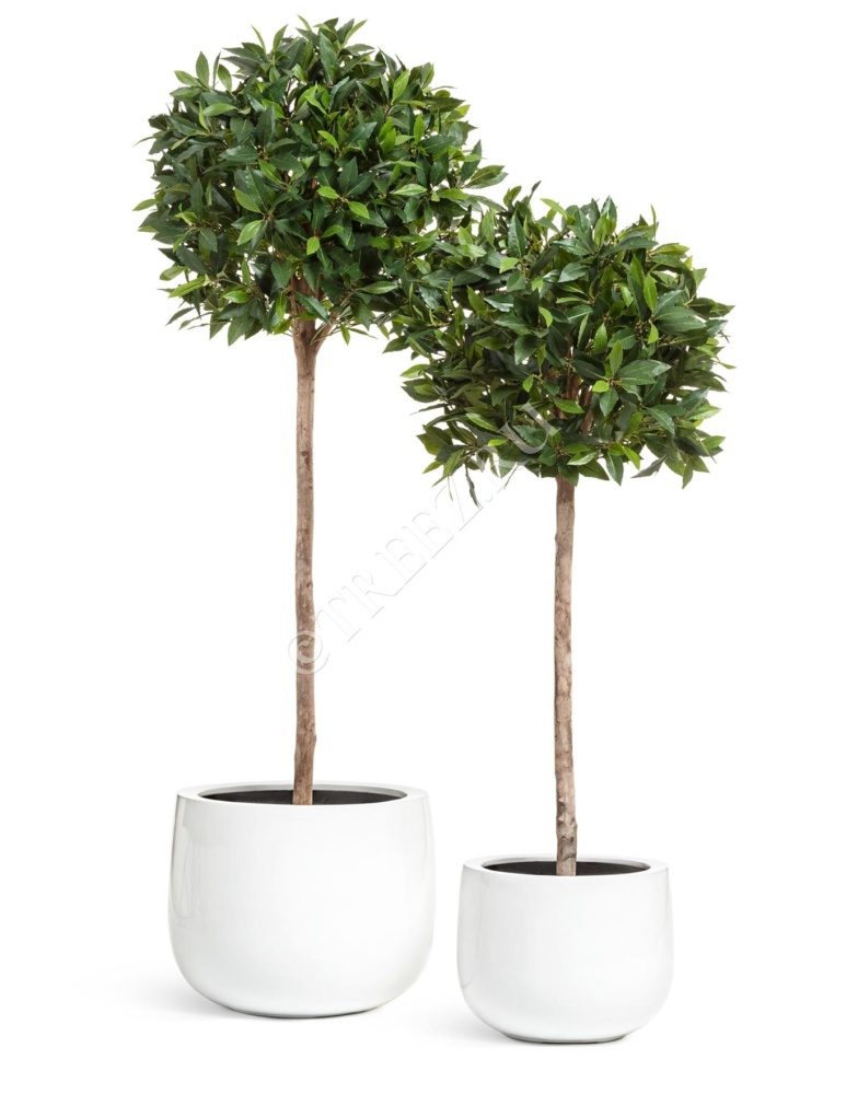 Кашпо TREEZ Effectory - Gloss - Низкая широкая чаша - Белый глянцевый лак